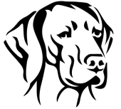 Vizsla fej autómatrica